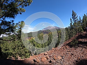 Black lava fields and green pine forest of the Chinyero and Teide volcanoes with bright shining sun and blue sky