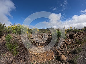 Black lava fields and green pine forest of the Chinyero and Teide volcanoes with bright shining sun and blue sky