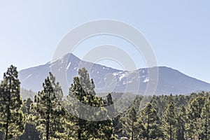 Black lava fields and green pine forest of the Chinyero and Teide volcanoes with bright shining sun and blue sky