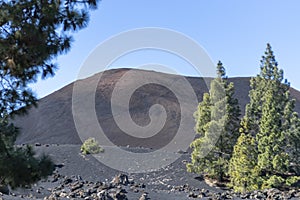 Black lava fields and green pine forest of the Chinyero and Teide volcanoes with bright shining sun and blue sky