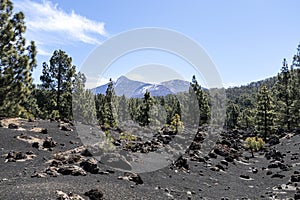 Black lava fields and green pine forest of the Chinyero and Teide volcanoes with bright shining sun and blue sky