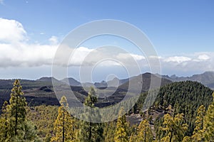 Black lava fields and green pine forest of the Chinyero and Teide volcanoes with bright shining sun and blue sky