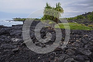 Black lava rock and coastline at alahaka bay