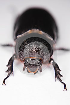 Black Lawn Beetle