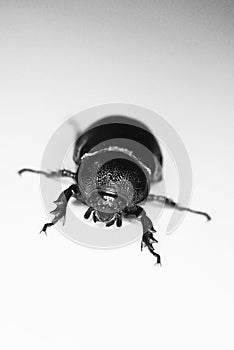 Black Lawn Beetle