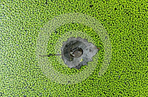Black leaf on duckweed background texture in canal