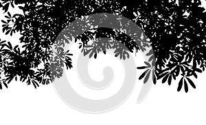 Black leaf tree Silhouette isolate on white background