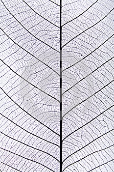 Black leaf vein pattern