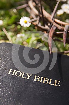 Black leather bible and thorn branch