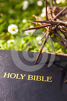 Black leather bible and thorn branch