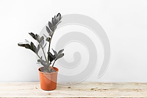 Black leaves of Zamioculcas Zamiifolia Raven plant