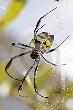 Black-legged Golden Orb Web Spider