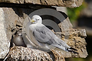 Black-legged kittiwake