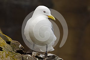 Black-legged kittiwake