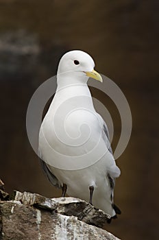 Black-legged kittiwake