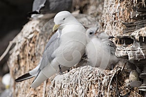 Black-legged Kittiwake