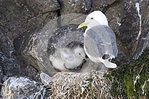 Black-legged kittiwake adult with chicks, at nest