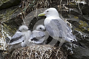 Black-legged kittiwake adult and two chicks in the nest