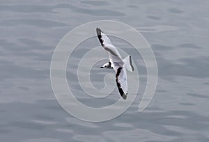 Black-legged Kittiwake