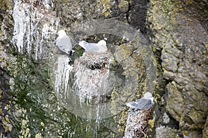 Black-legged kittiwake, Rissa tridactyla