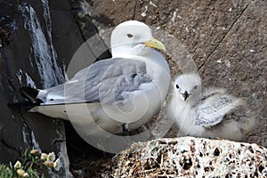 Black-Legged Kittiwake (Rissa tridactyla) adult feeding a chick on the nest, Iceland