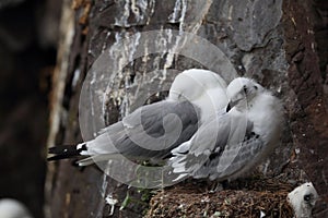 ()  un adulto alimentazione pulcino sul nido islanda 