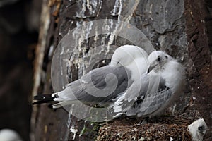 ()  un adulto alimentazione pulcino sul nido islanda 