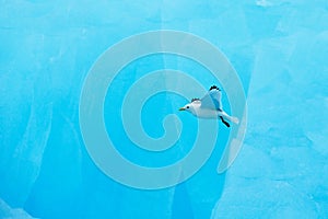 Black-legged Kittiwake, Rissa tridactyla, with blue ice glacier in background, Svalbard, Norway. Wildlife scene from nature. photo