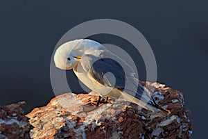 Black-legged Kittiwake, Rissa tridactyla, with blue sea in the background, sitting on the rock cliff, Helgoland, Germany. Bird cle