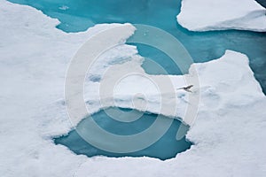 The black-legged kittiwake (Rissa tridactyla) flying over the ice in the Arctic Ocean, 82 degrees North