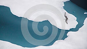 The black-legged kittiwake (Rissa tridactyla) flying over the ice in the Arctic Ocean, 82 degrees North