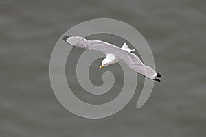 Black-legged Kittiwake - Rissa tridactyla in flight.