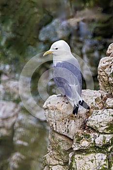 Black-legged Kittiwake - Rissa tridactyla perched on a cliff face.