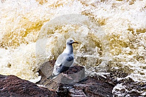 Black legged kittiwake sits on a rock by the shoreline. Sir Richard Squired Provincial Park Newfoundland Canada