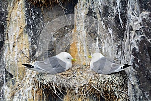 Black-legged kittiwakes, Farne Islands Nature Reserve, England