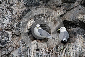 Black-legged Kittiwakes