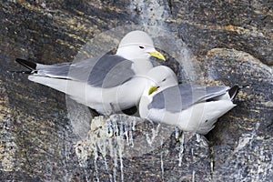 Black-legged Kittiwakes (Rissa tridactyla) nesting