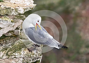 Black-legged Kittiwake - Rissa tridactyla preening, Yorkshire