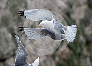 Black-legged Kittiwakes - Rissa tridactyla territorial dispute, Yorkshire