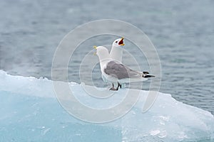 Black Legged Kittiwakes Screaming on the Ice