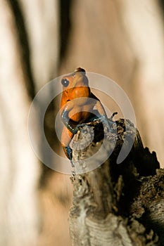 Black-legged poison frog