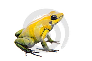 Black-legged poison frog on white