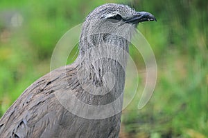 Black-legged seriema