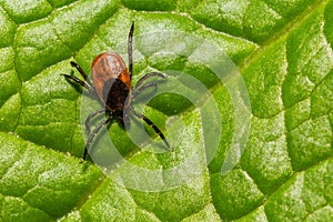 Black-legged Tick - Ixodes scapularis