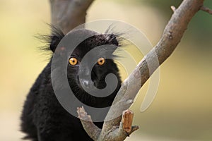 Black lemur