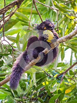 Black Lemur eating mango
