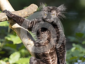 Black lemur, Eulemur m. Macaco, basking in the sun photo