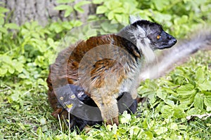 Black lemur, Eulemur m. macaco, female with young photo