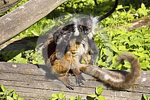 Black lemur, Eulemur m. macaco, female with young photo