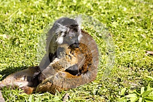 Black lemur, Eulemur m. macaco, female with young